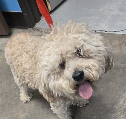 A168096 - Poodle (Standard) available for adoption