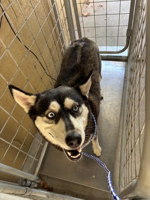 MAMMA'S - Husky available for adoption