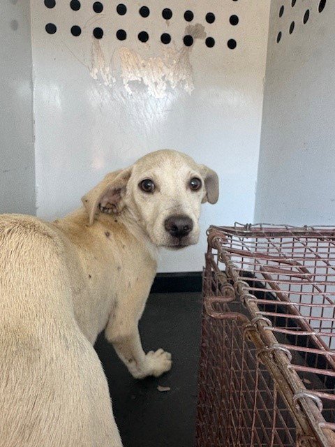 A167375 - Labrador Retriever available for adoption