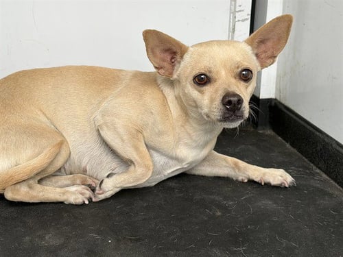 A168169 - Chihuahua available for adoption