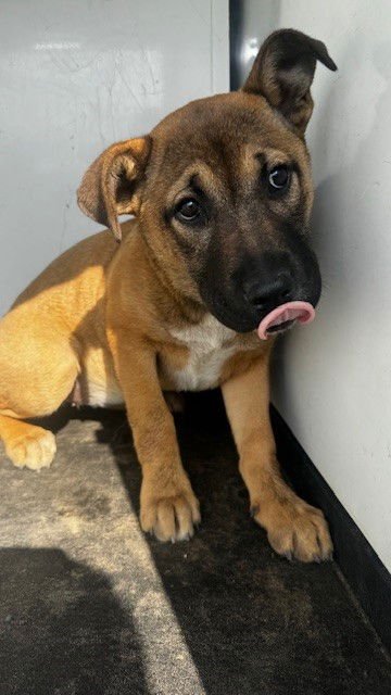 OSITA - German Shepherd Dog available for adoption