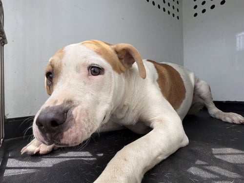 A171148 - Pit Bull Terrier available for adoption