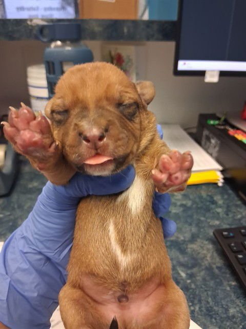 A165522 - Pit Bull Terrier available for adoption