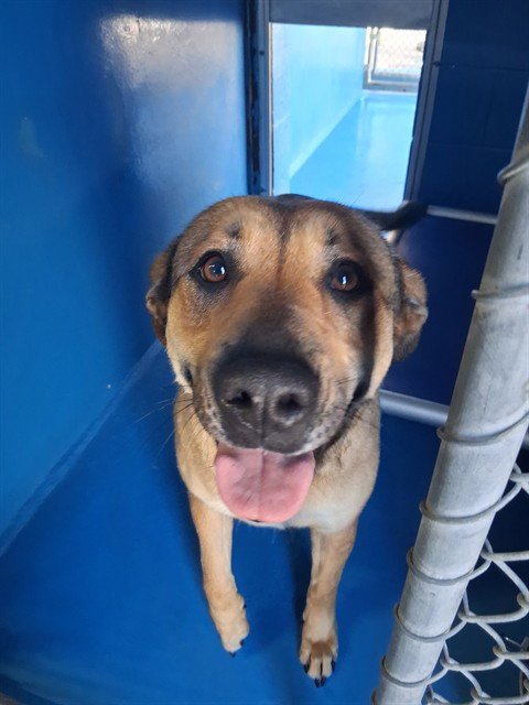SWEET CAROLINE - Labrador Retriever / German Shepherd Dog available for adoption