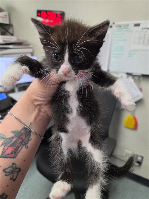 A167769 - Domestic Short Hair available for adoption