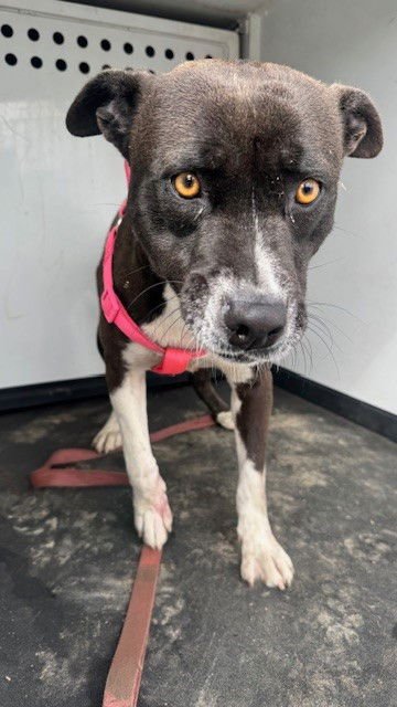 JODIE - Pit Bull Terrier available for adoption