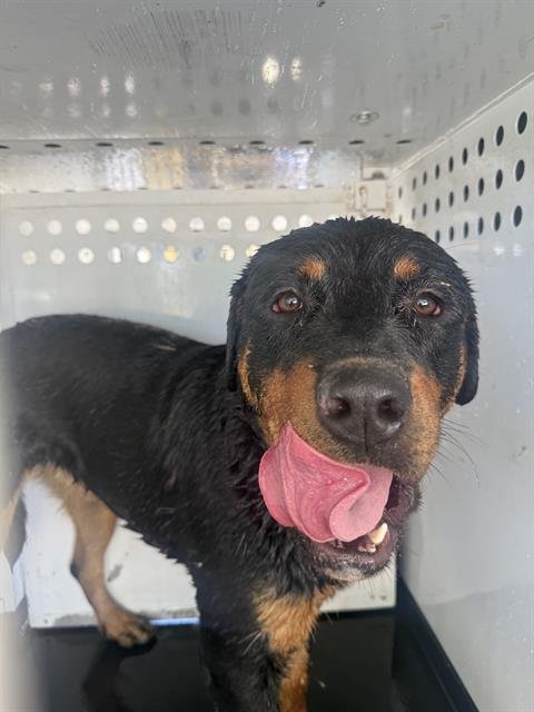 A167798 - Rottweiler available for adoption