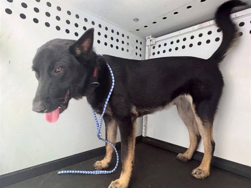 A170966 - German Shepherd Dog available for adoption