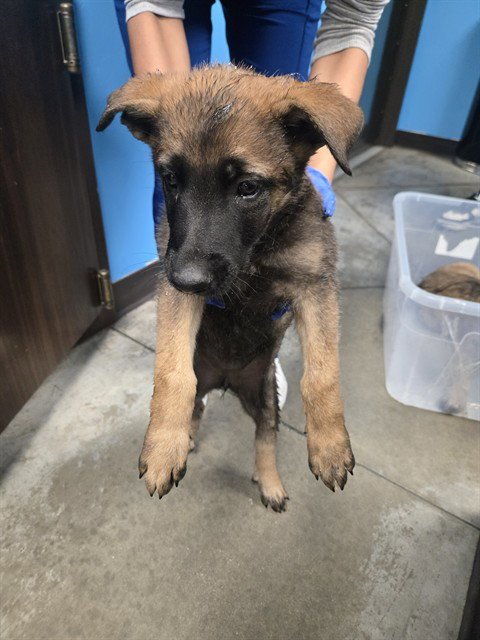 A167920 - German Shepherd Dog available for adoption
