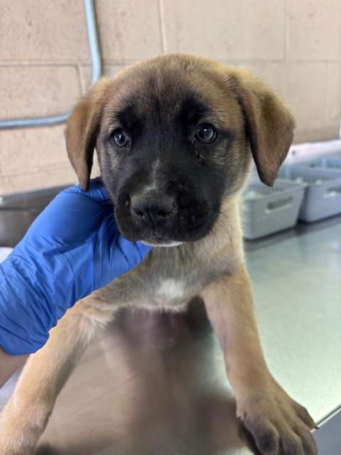 A166562 - German Shepherd Dog available for adoption