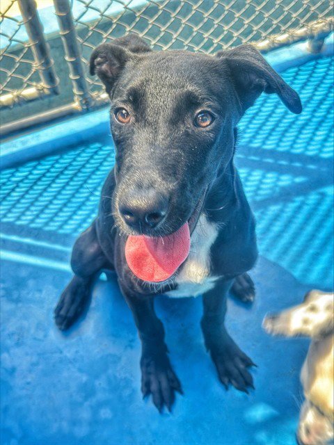JETT - Labrador Retriever available for adoption