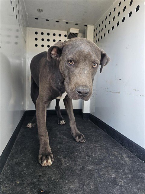 A170669 - Pit Bull Terrier available for adoption