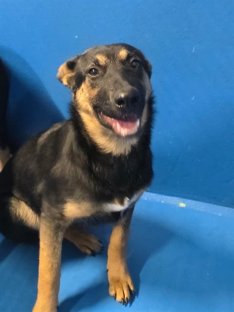 A165605 - German Shepherd Dog available for adoption