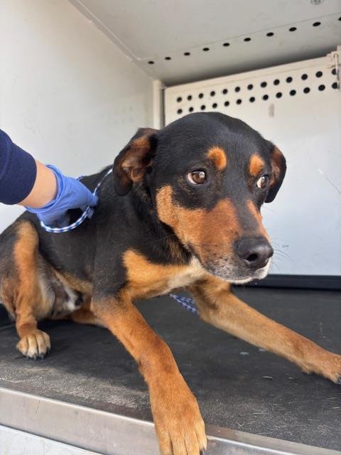 BENNY - Australian Kelpie available for adoption
