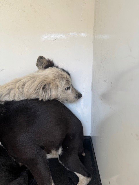 A167337 - Chihuahua available for adoption