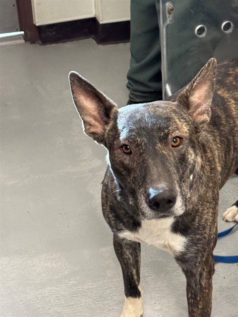 A171039 - Bull Terrier available for adoption