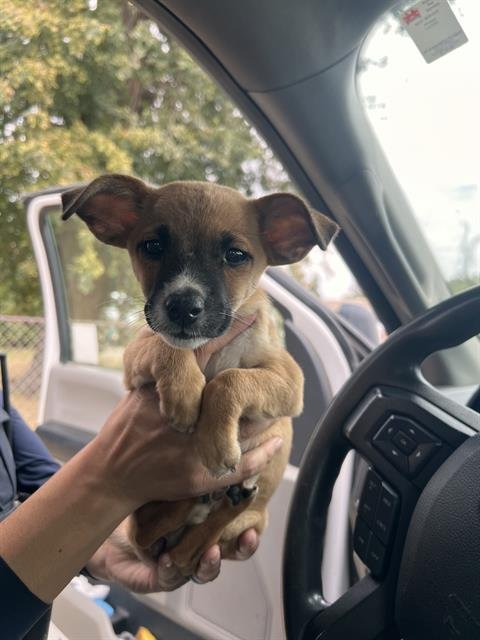 A170072 - Chihuahua available for adoption