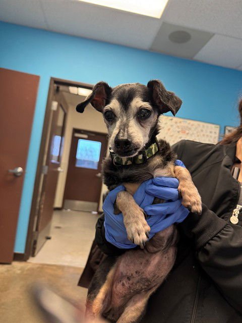PAW PAW - Chihuahua available for adoption