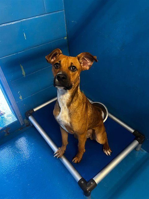 A170782 - Pit Bull Terrier available for adoption