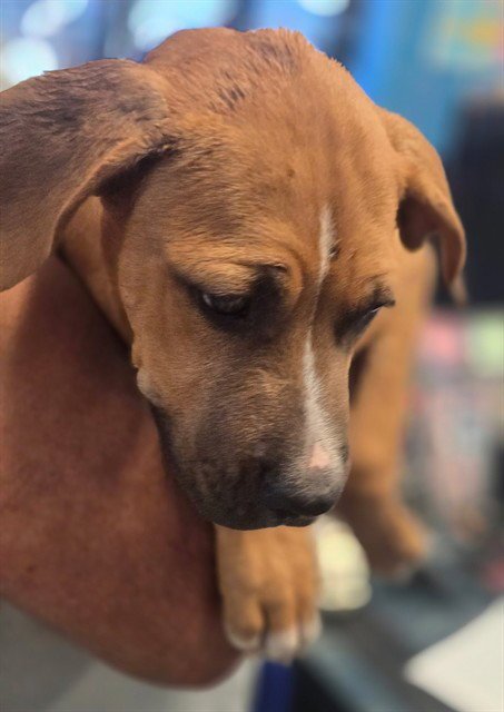 A171085 - Labrador Retriever available for adoption