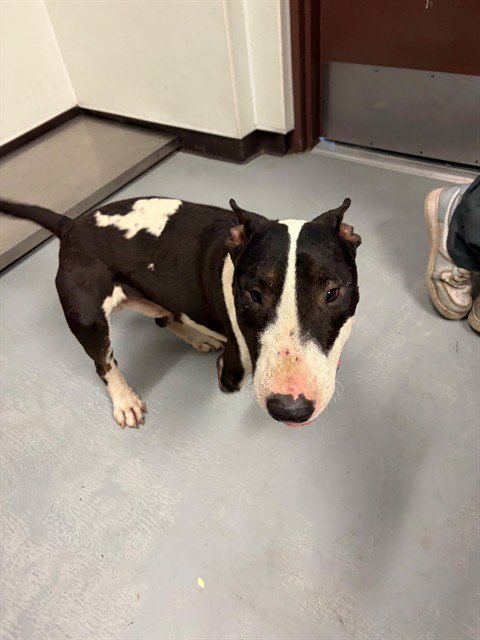 HULK - Bull Terrier available for adoption