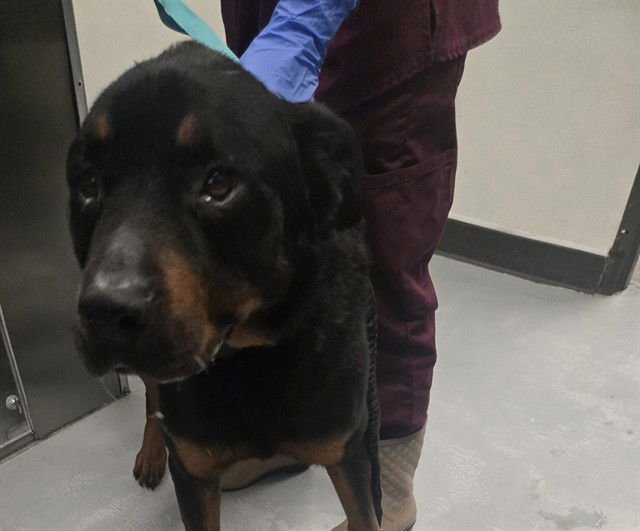 A167299 - Rottweiler available for adoption