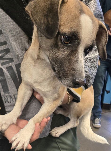 A165820 - Dachshund available for adoption