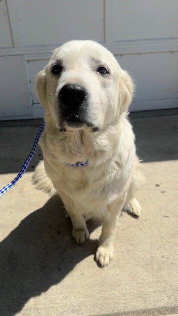 A168024 - Great Pyrenees available for adoption