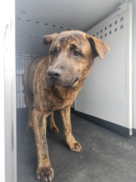 A166367 - German Shepherd Dog available for adoption