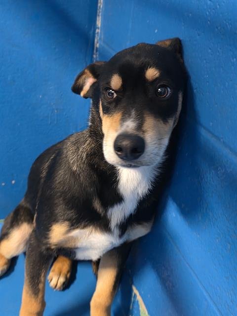 A165606 - German Shepherd Dog available for adoption