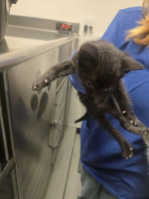 BABY CAT 1 Image