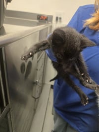BABY CAT 1 - Photo 1