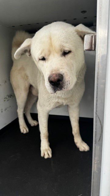 SNOWBALL - Akita / Chow Chow available for adoption