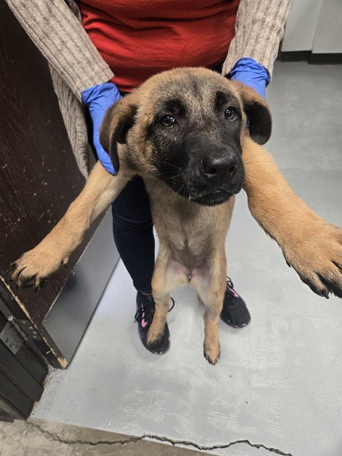 A167918 - German Shepherd Dog available for adoption