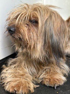 A168071 - Yorkshire Terrier Yorkie available for adoption