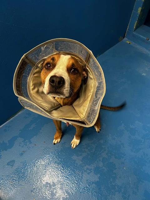 A165822 - Boxer available for adoption