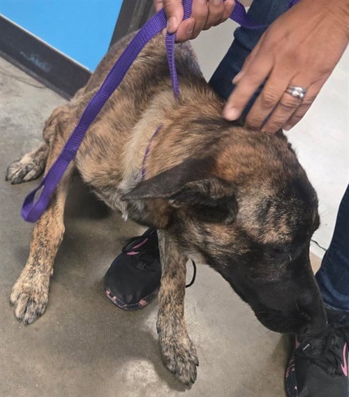 A170998 - Belgian Shepherd Malinois available for adoption