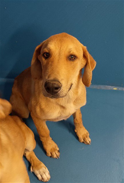 HUNTER - Doberman Pinscher / Great Pyrenees available for adoption