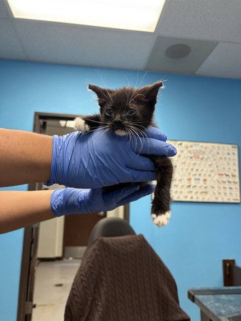 A169430 - Domestic Short Hair for adoption in Bakersfield