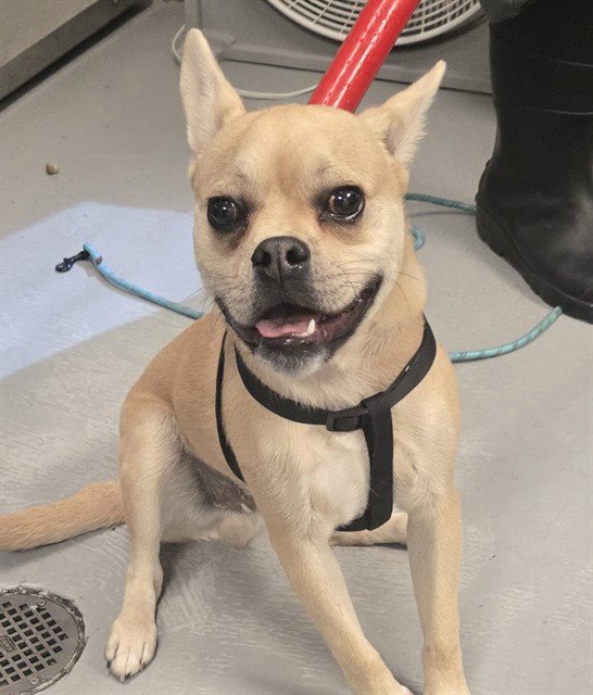 BUSTER Image