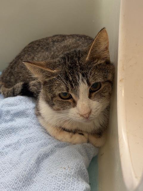 MR. INCREDIBLE - Domestic Medium Hair available for adoption