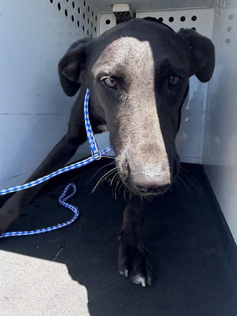 DEE DEE - Labrador Retriever / Doberman Pinscher available for adoption