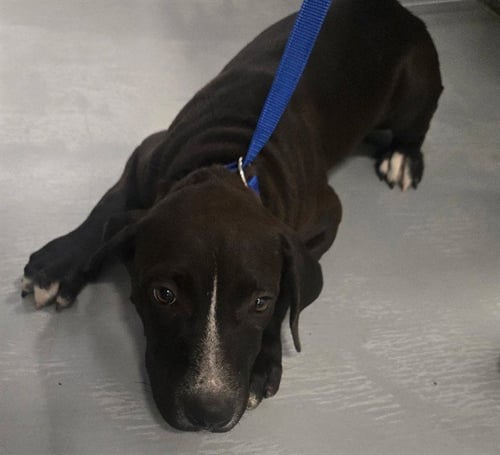 A171084 - Labrador Retriever available for adoption