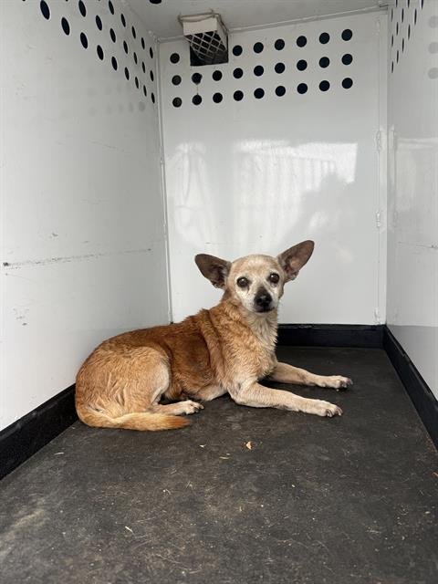 A170059 - Chihuahua available for adoption