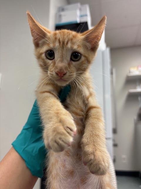 A168673 - Domestic Short Hair for adoption in Bakersfield
