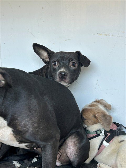 A170959 - Pit Bull Terrier available for adoption