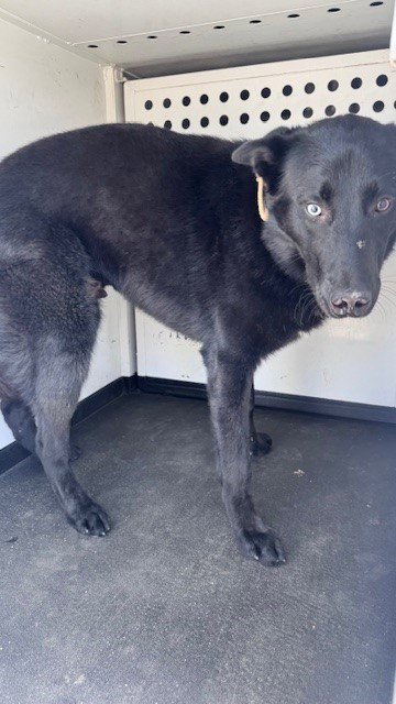 ROGER - Australian Kelpie available for adoption