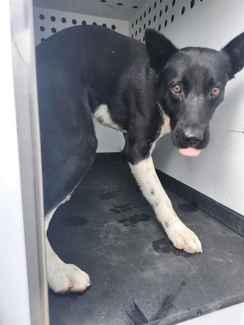 NOVA - Border Collie available for adoption