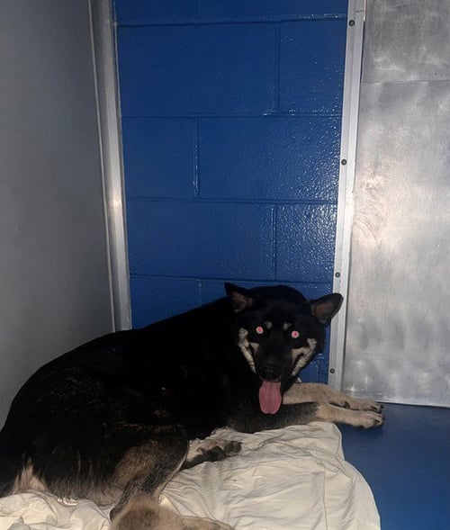 A170685 - Siberian Husky available for adoption
