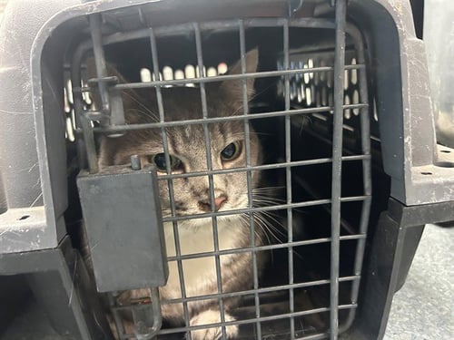 A168714 - Domestic Short Hair for adoption in Bakersfield